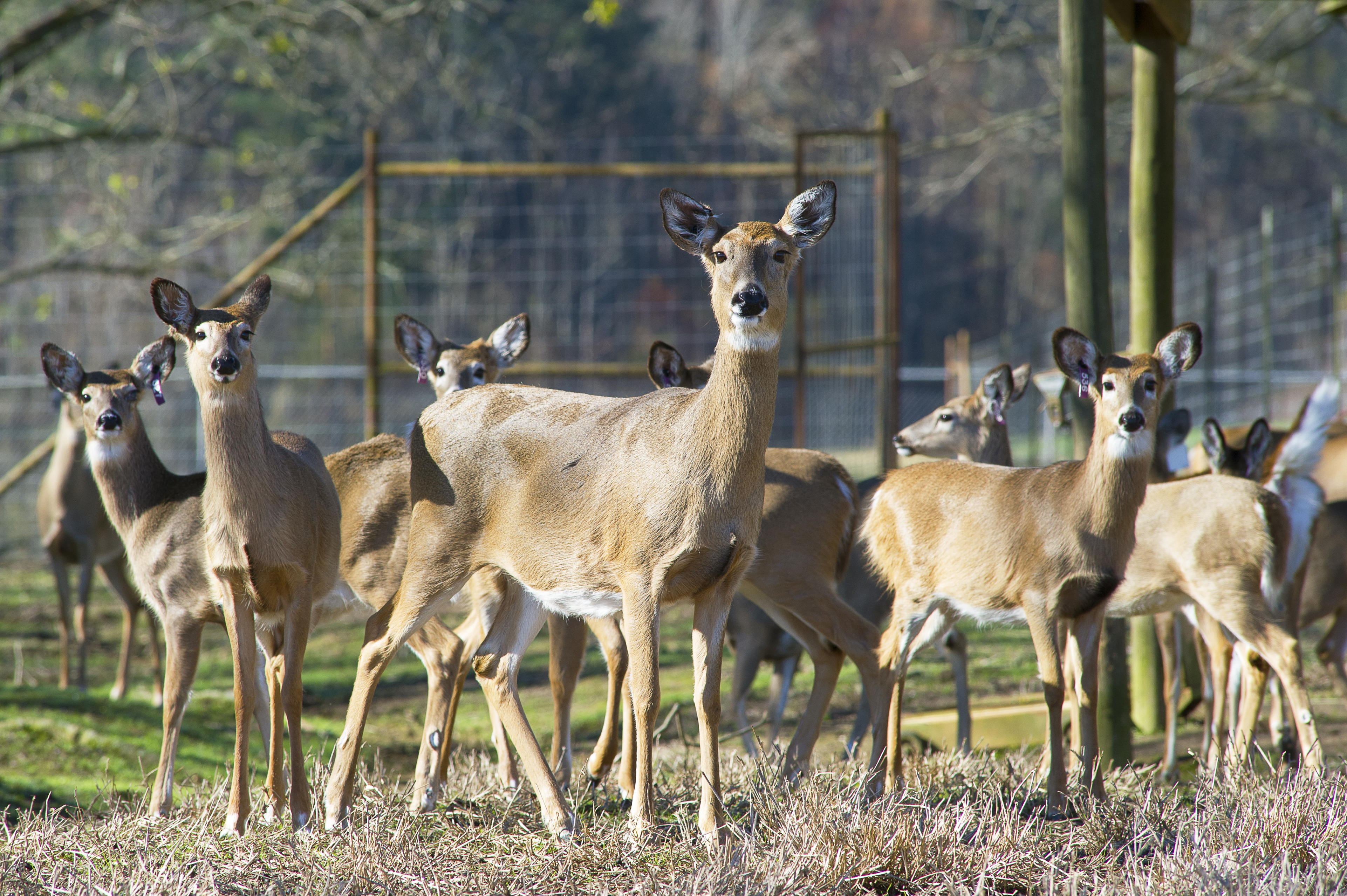 AgCenter scientists receive grant to study insect-borne deer, cattle diseases 